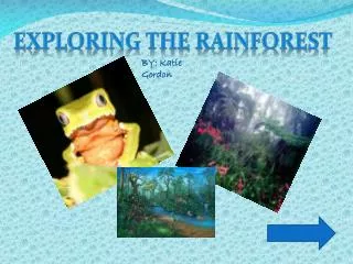 Exploring the Rainforest
