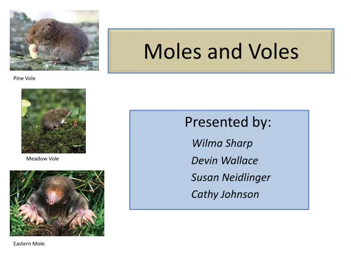 moles and voles