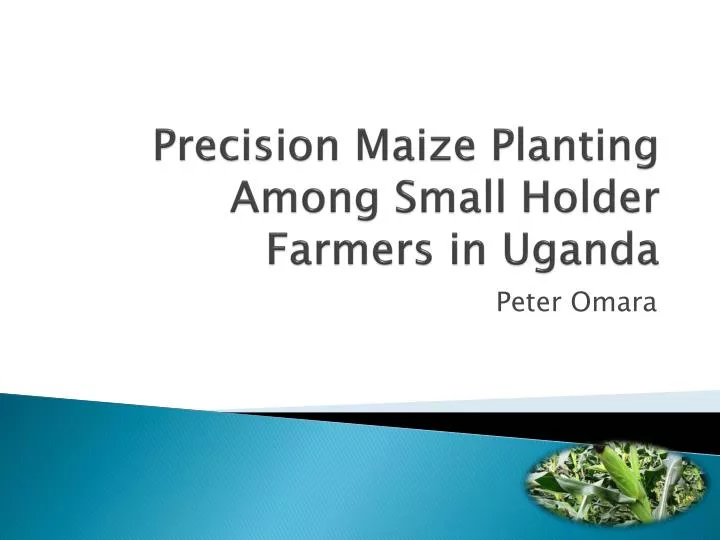 precision m aize p lanting among s mall h older f armers in uganda