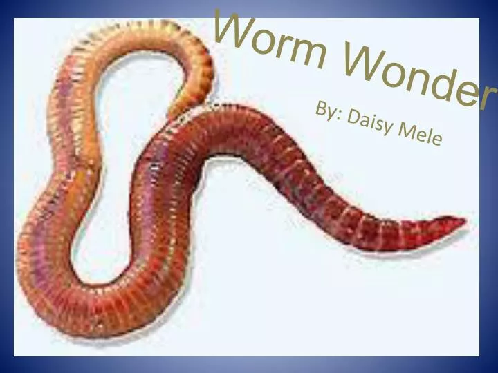 worm wonder