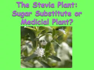 The Stevia Plant: Sugar Substitute or Medicial Plant?