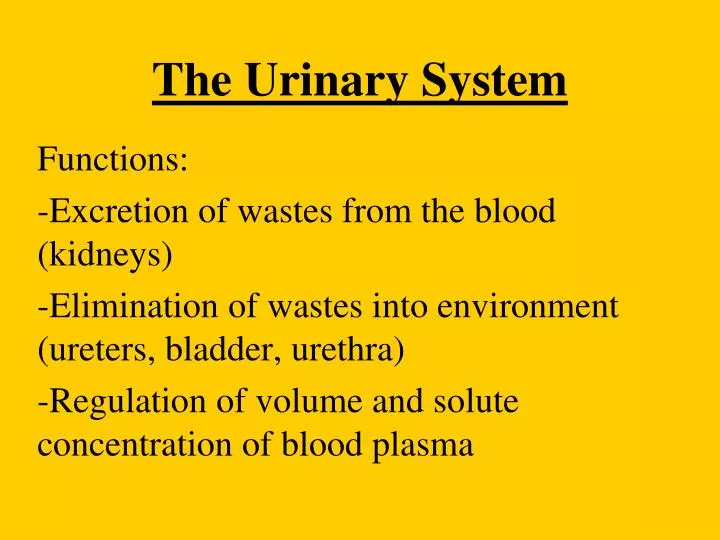the urinary system