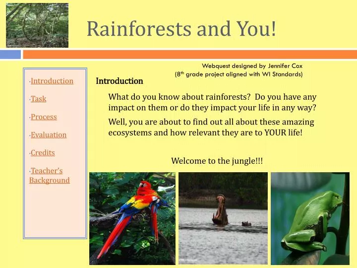rainforests and you