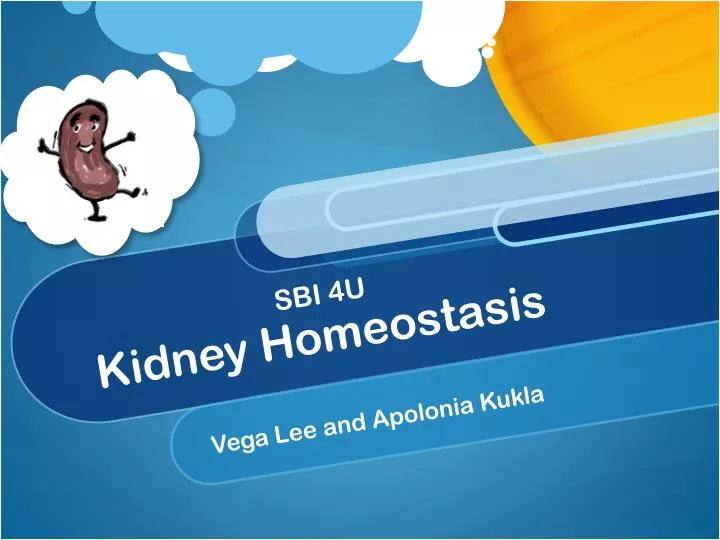 kidney homeostasis