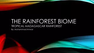 The Rainforest Biome Tropical Madagascar Rainforest