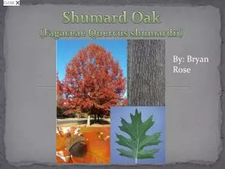 Shumard Oak ( Fagaceae Quercus shumardii )