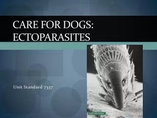 Care for Dogs: Ectoparasites