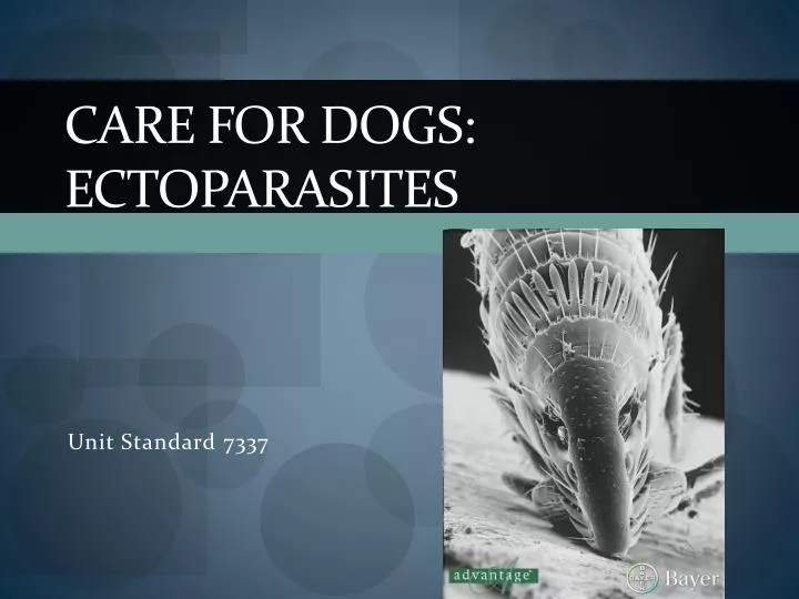 care for dogs ectoparasites