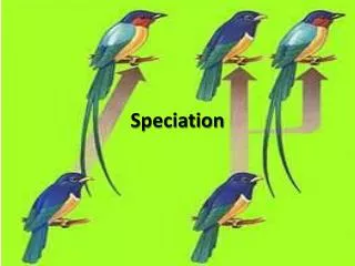 Speciation