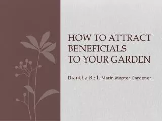 How to Attract beneficials to your garden