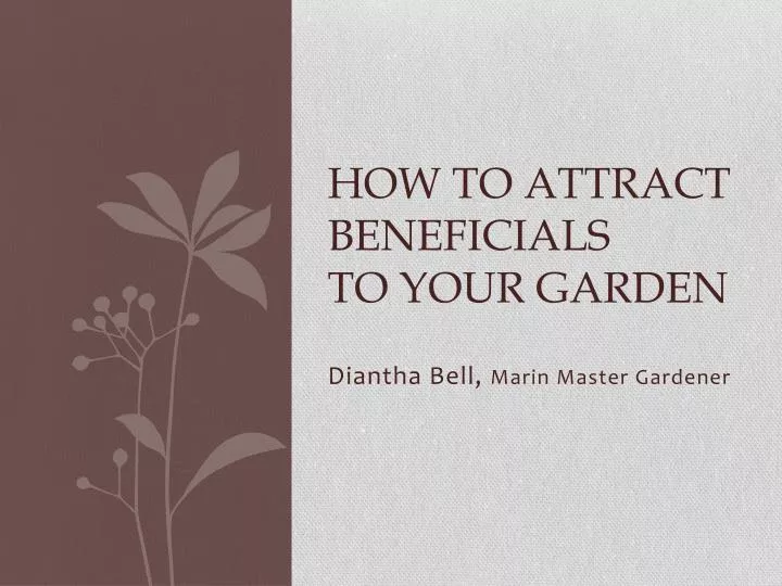 how to attract beneficials to your garden