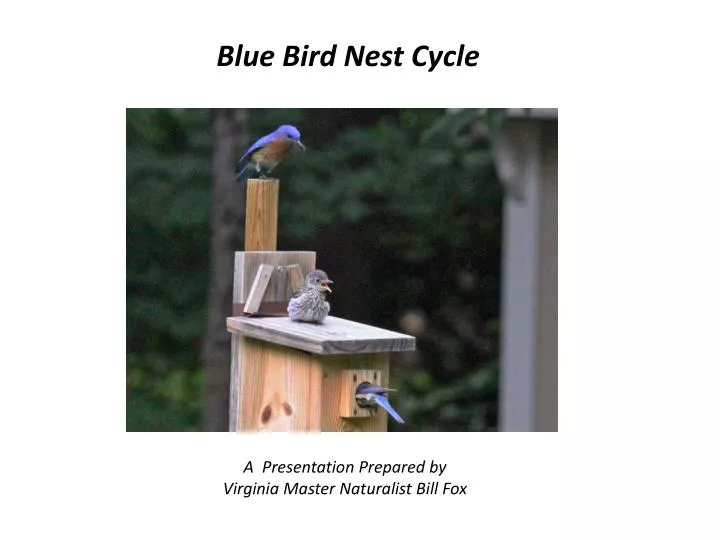 blue bird nest cycle