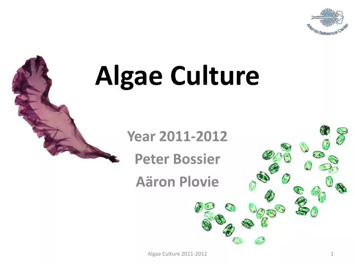 algae culture