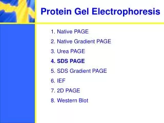 Protein Gel Electrophoresis