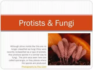 Protists &amp; Fungi