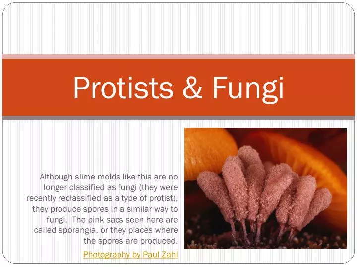 protists fungi