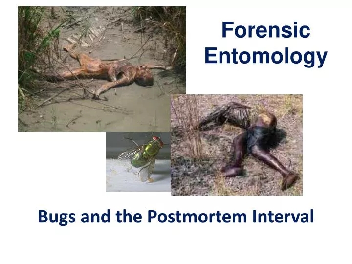 bugs and the postmortem interval
