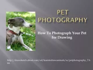 Pet Photography