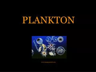 PLANKTON