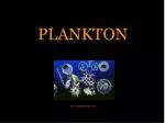 PLANKTON - slide 1