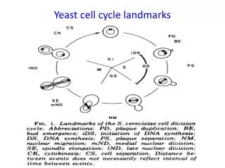 Yeast cell cycle landmarks