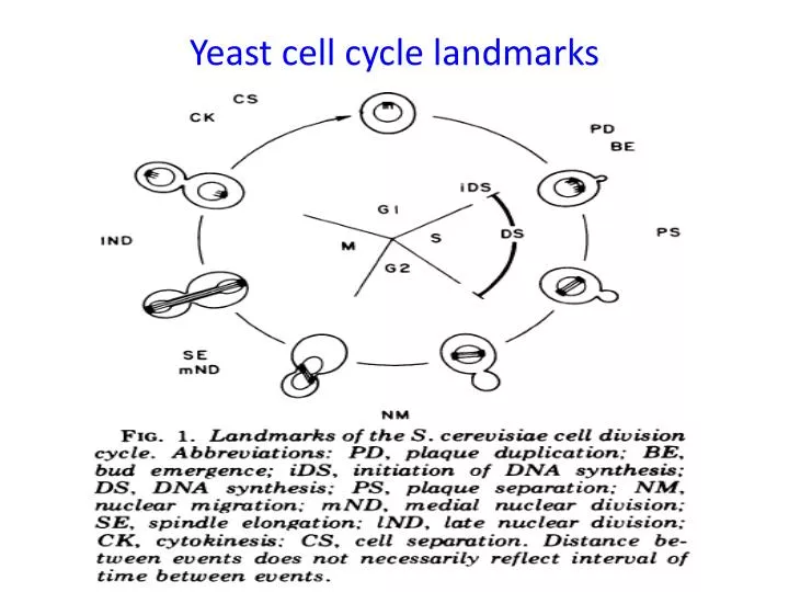 yeast cell cycle landmarks