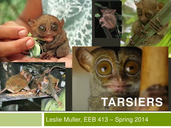 tarsiers