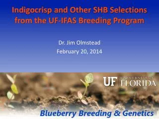 Indigocrisp and Other SHB Selections from the UF-IFAS Breeding Program