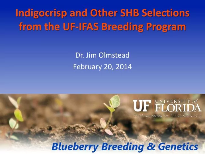 indigocrisp and other shb selections from the uf ifas breeding program