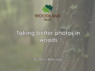 Taking better photos in woods By Neil Aldridge