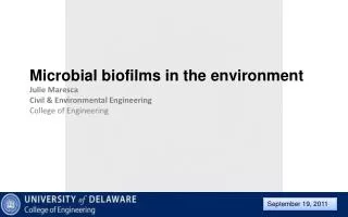 Microbial biofilms in the environment Julie Maresca Civil &amp; Environmental Engineering College of Engineering