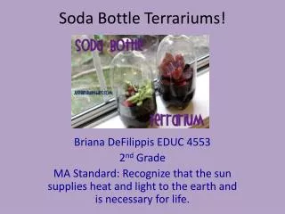 Soda Bottle Terrariums!