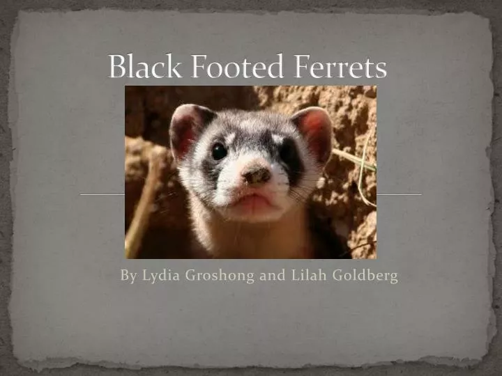 black footed ferrets