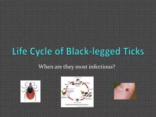 Life Cycle of Black-legged Ticks