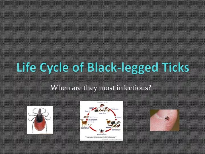 life cycle of black legged ticks