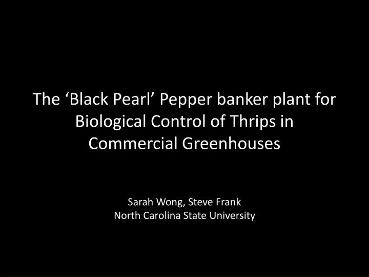 the black pearl pepper banker plant for biological control of thrips in commercial greenhouses