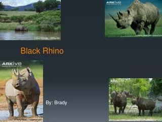 Black Rhino