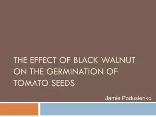 The Effect of Black Walnut on the Germination of Tomato Seeds