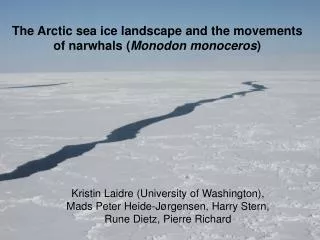 The Arctic sea ice landscape and the movements of narwhals ( Monodon monoceros )
