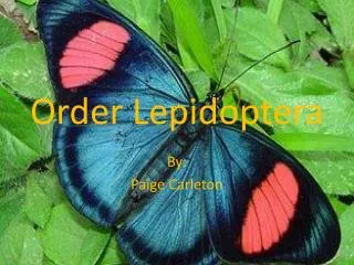Order Lepidoptera