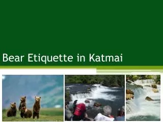 Bear Etiquette in Katmai