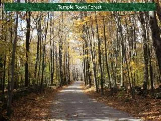 Temple Town Forest