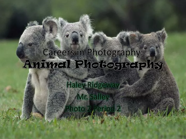 careers in photography animal photography