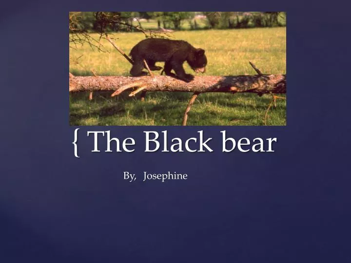 the black bear