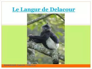 le langur de delacour