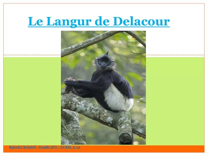 le langur de delacour