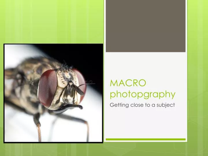 macro photopgraphy