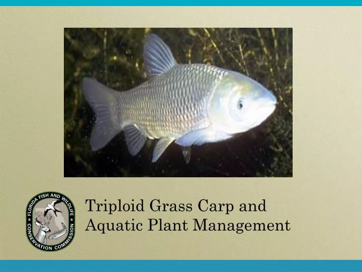 triploid grass carp and aquatic plant management