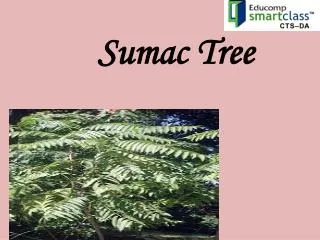Sumac Tree