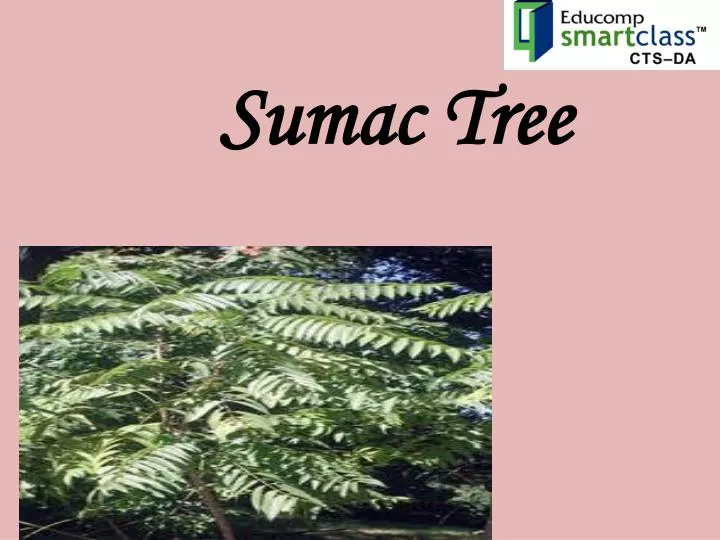 sumac tree